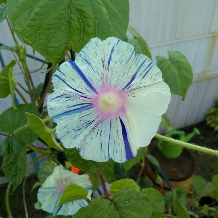 plant image 754259