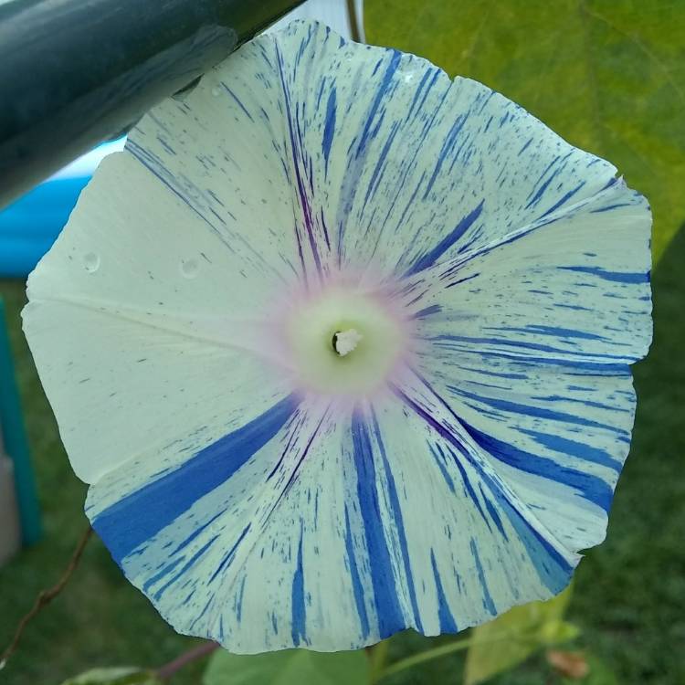 plant image 762647