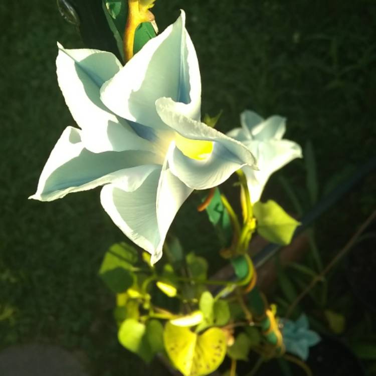plant image 770375 plant image 770375