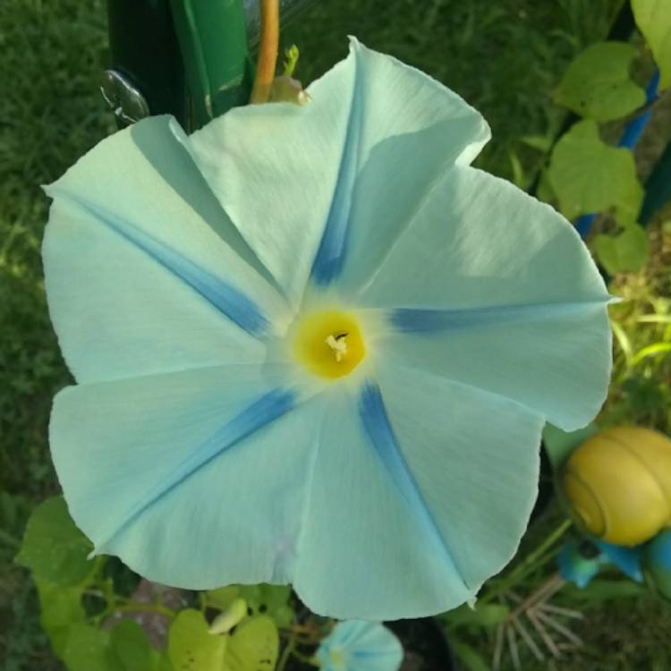 plant image 770394 plant image 770394