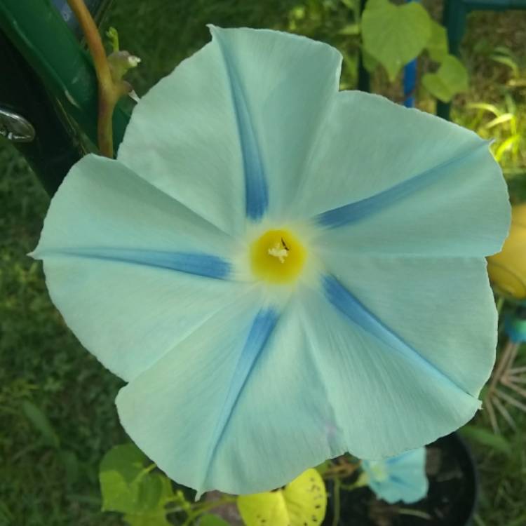 plant image 770399 plant image 770399