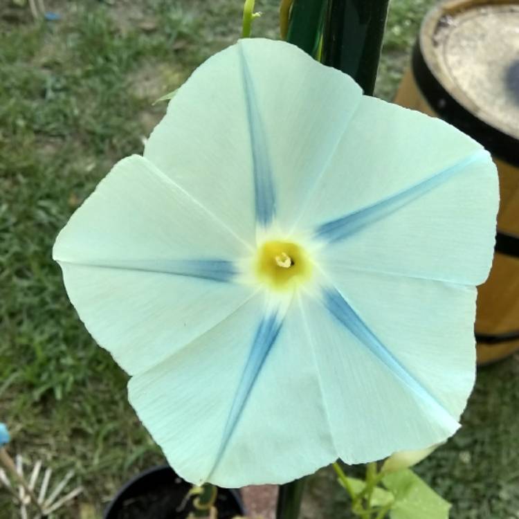 plant image 777973 plant image 777973