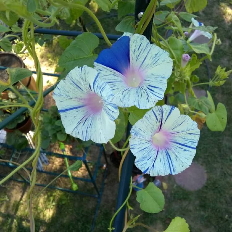 plant image 777976