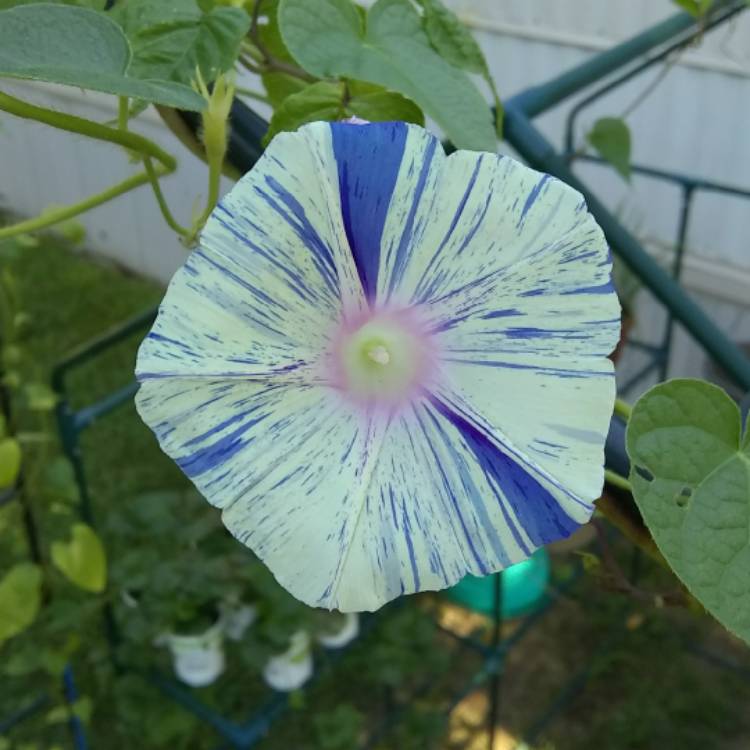 plant image 777979