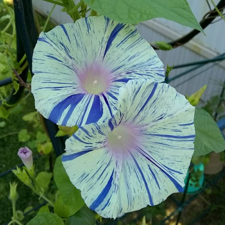 plant image 777980
