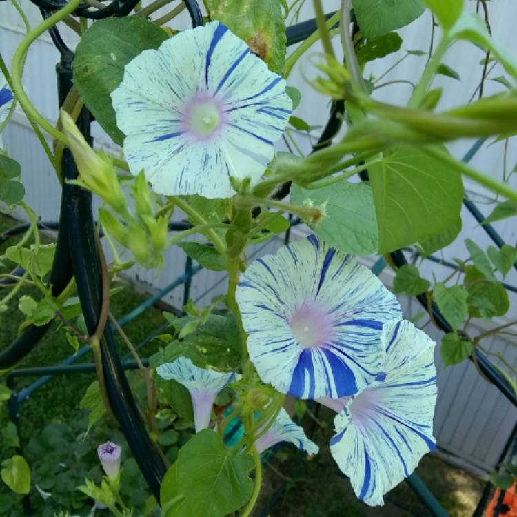 plant image 777982