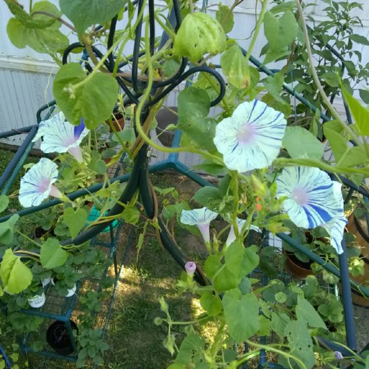 Plant image Ipomoea purpurea 'Carnival de Venezia'