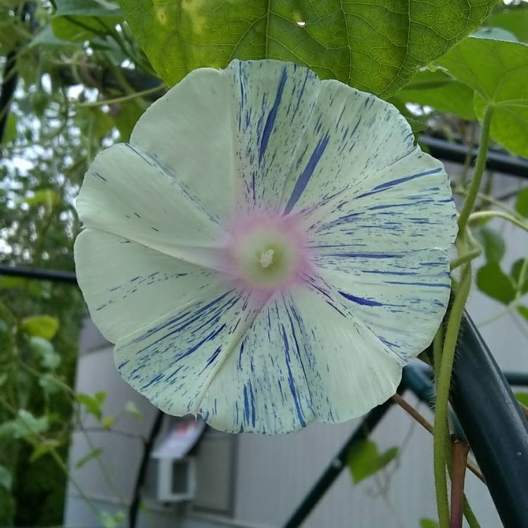 plant image 793813