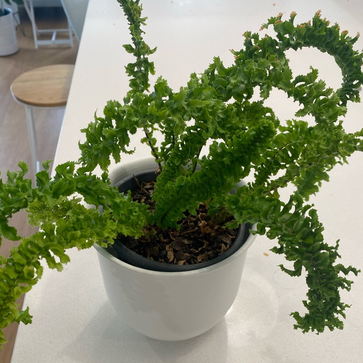 Plant image Nephrolepis exaltata 'Curly Locks'