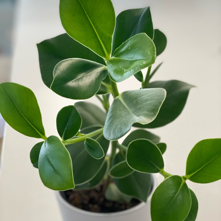 Plant image Clusia Rosea