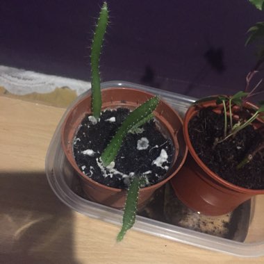 Dragon Fruit Cactus