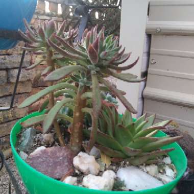 Echeveria Harmsii Red Velvet