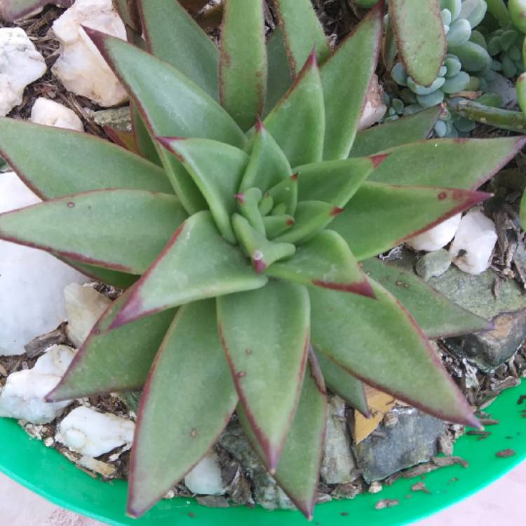 plant image 1201223