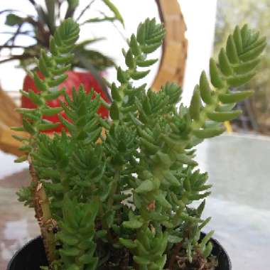 Sedum Rupestre Angelina