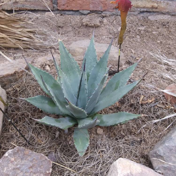 Plant image Agave tequilana