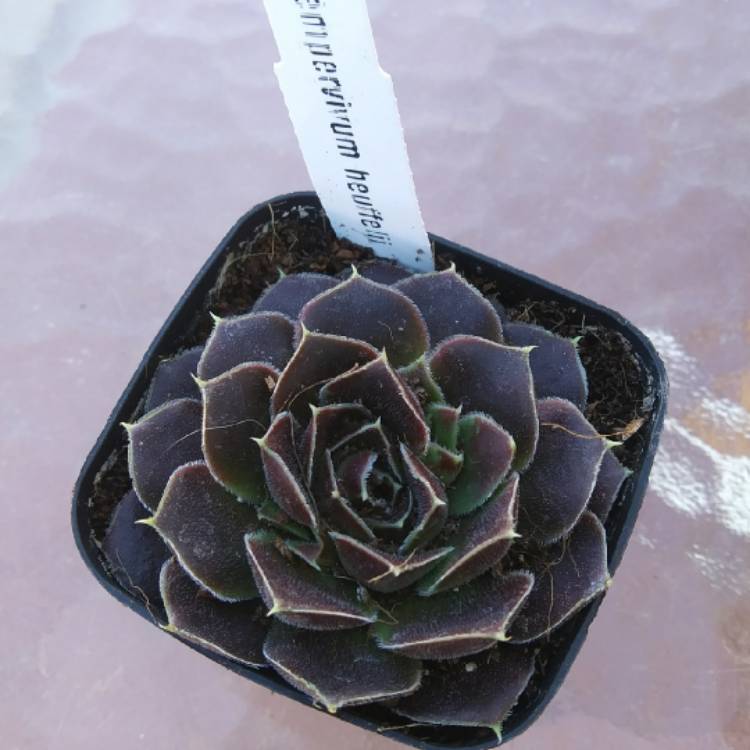 plant image 1203096