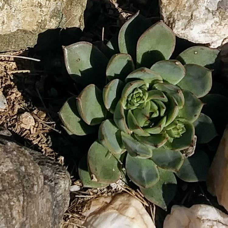 Plant image Echeveria Gilva