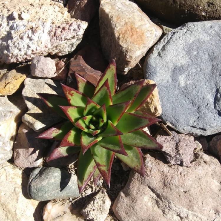 plant image 1222779