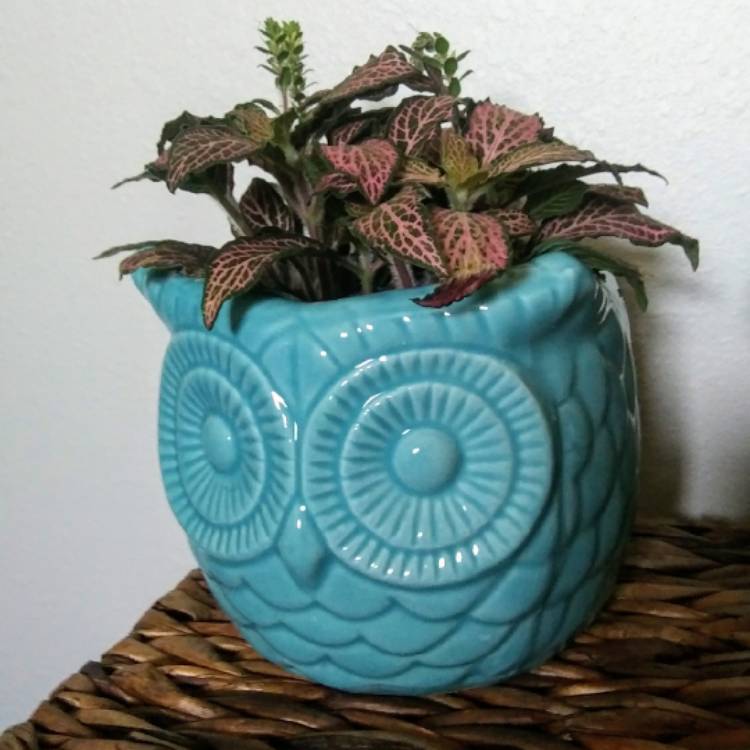 Plant image Fittonia Verschaffeltii 'Pink Angel'