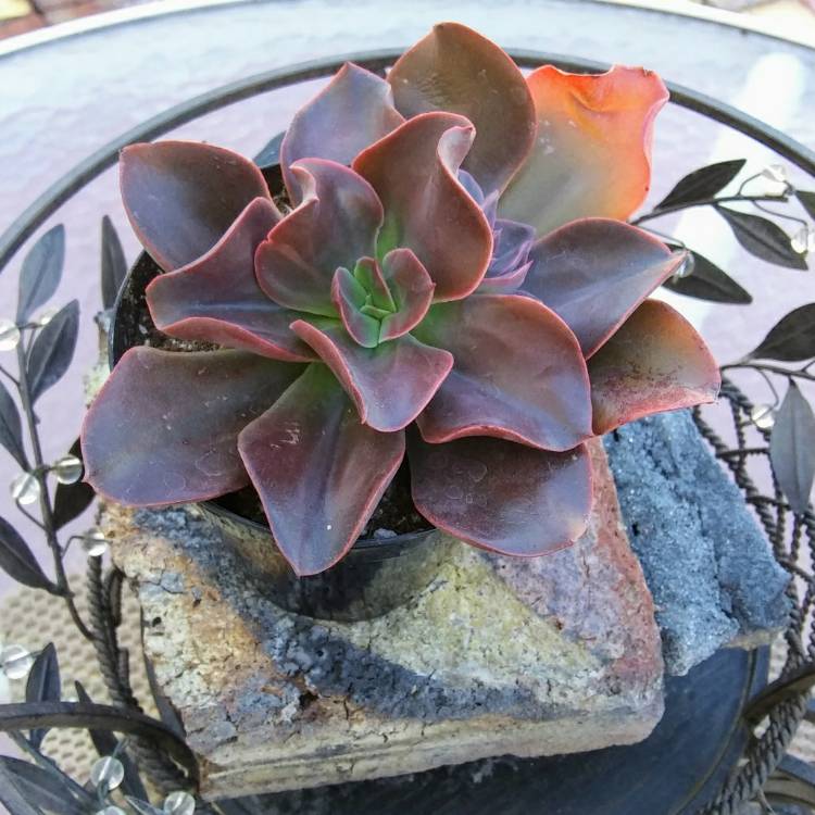 Plant image Echeveria Autumn Flame