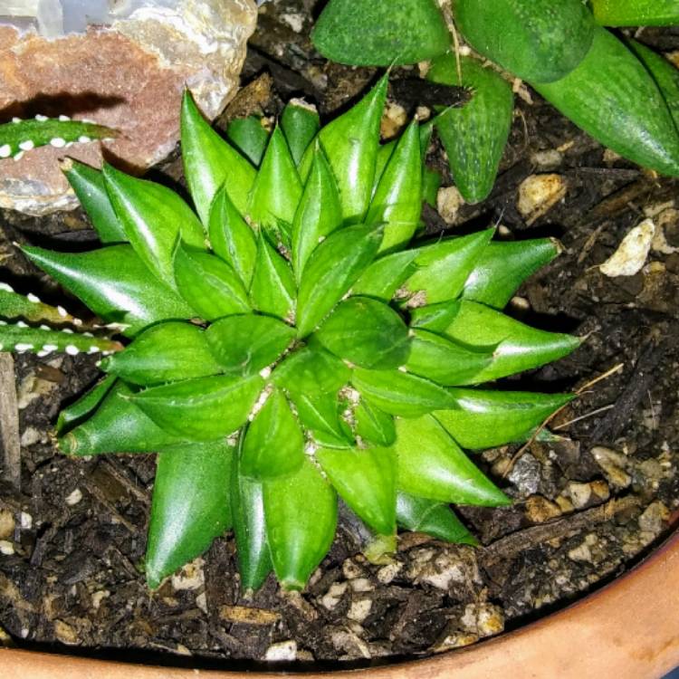 Plant image Haworthia marumiana var batesiana