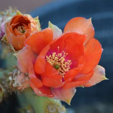 Opuntia