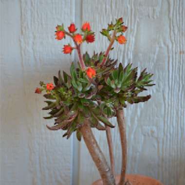Echeveria Harmsii Red Velvet