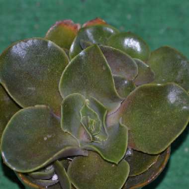Echeveria Fireglow