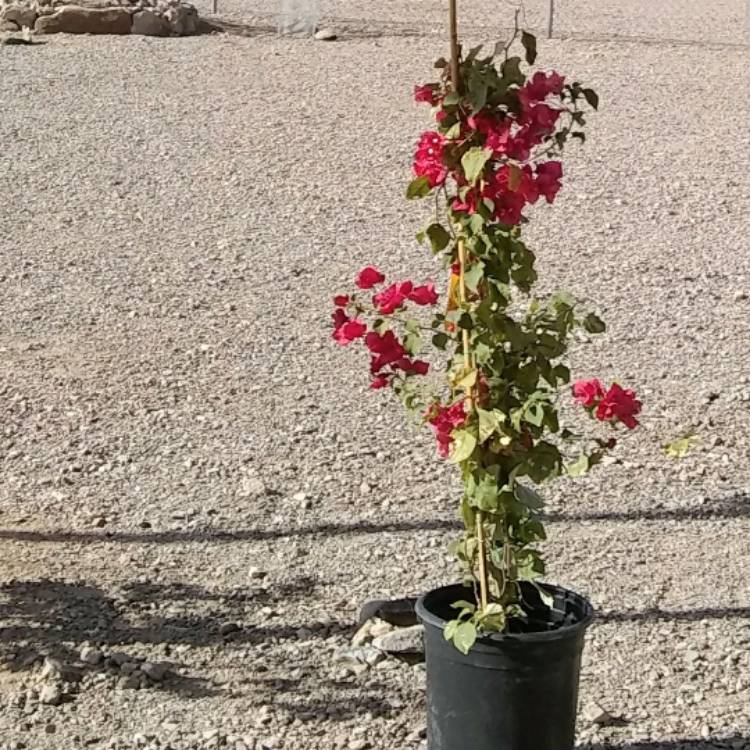 Plant image Bougainvillea x buttiana 'Barbara Karst'