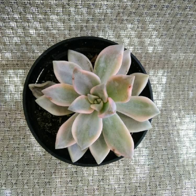 plant image 1446026 plant image 1446026