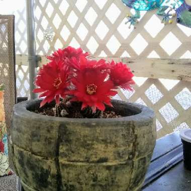 Echinopsis Chamaecereus