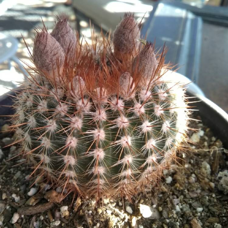 plant image 1469842