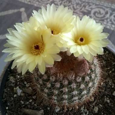 Parodia Schlosseri 