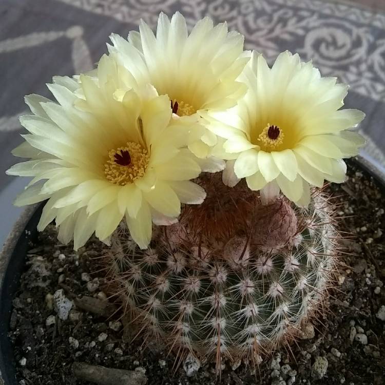 plant image 1473429