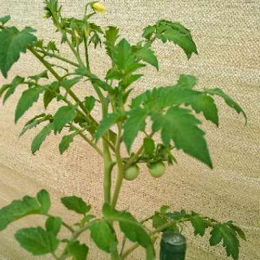 Solanum lycopersicum var.
