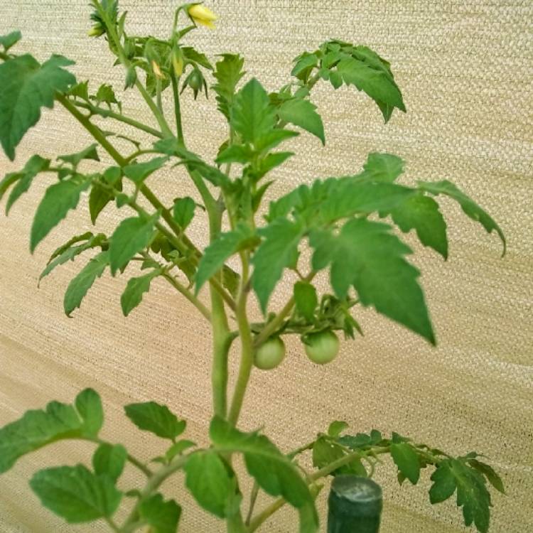 Plant image Solanum lycopersicum var.