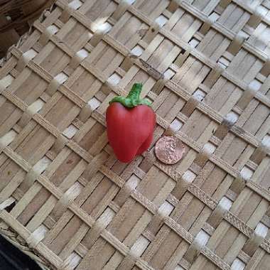 Shawna's garden