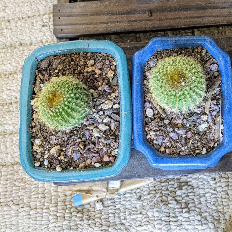 plant image 1534776