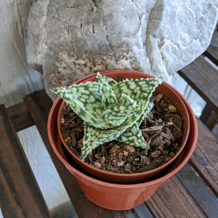 Plant image Aloe 'Snowstorm'