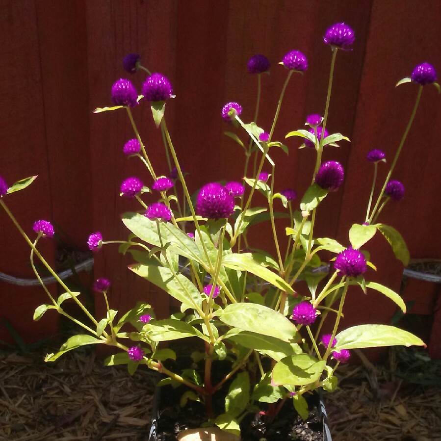 plant image 83199