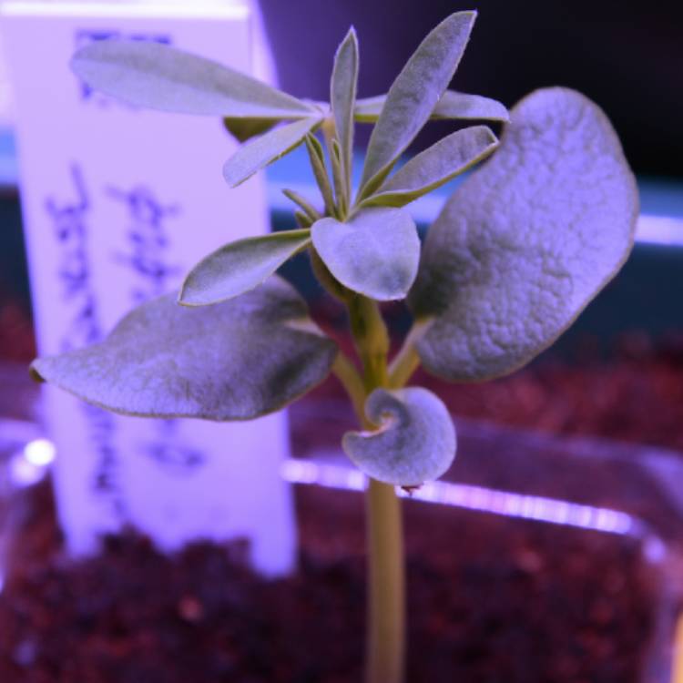 Plant image Lupinus 'Sunrise'