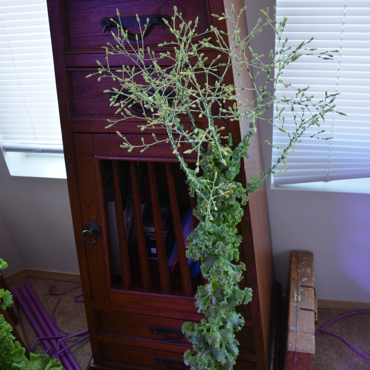 plant image 1620743