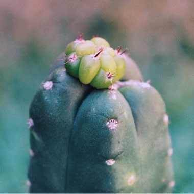 Trichocereus pachanoi syn. Echinopsis pachano