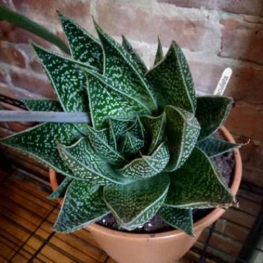 Aristaloe Aristata (formerly Aloe Aristata)