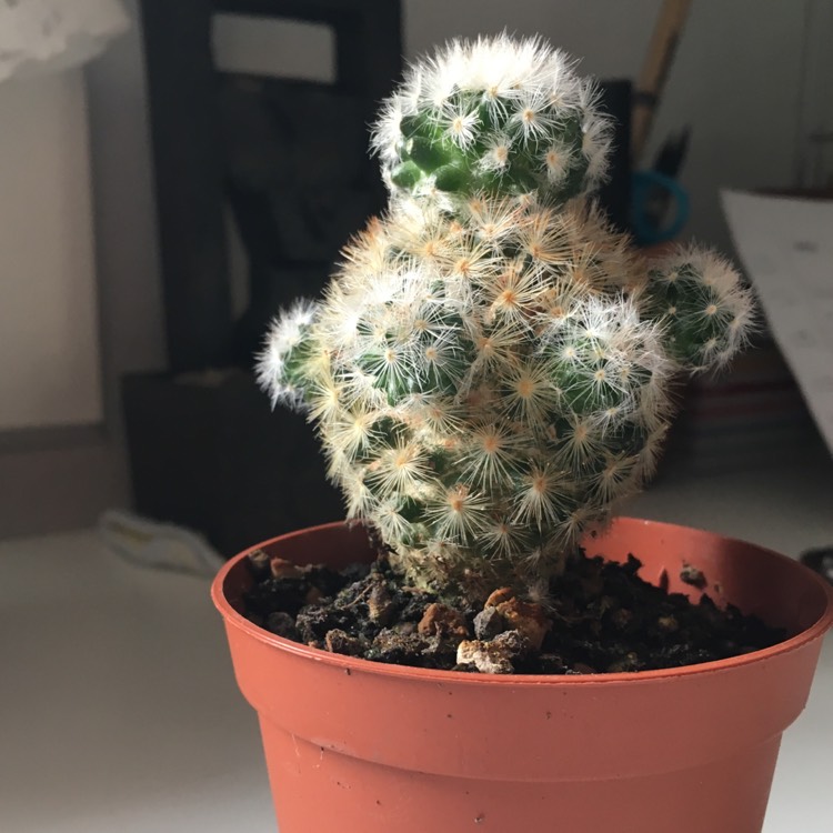 plant image 551742