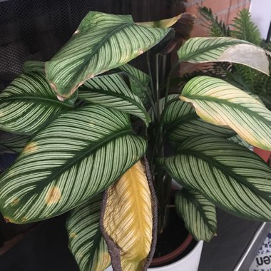 Calathea Orbifolia
