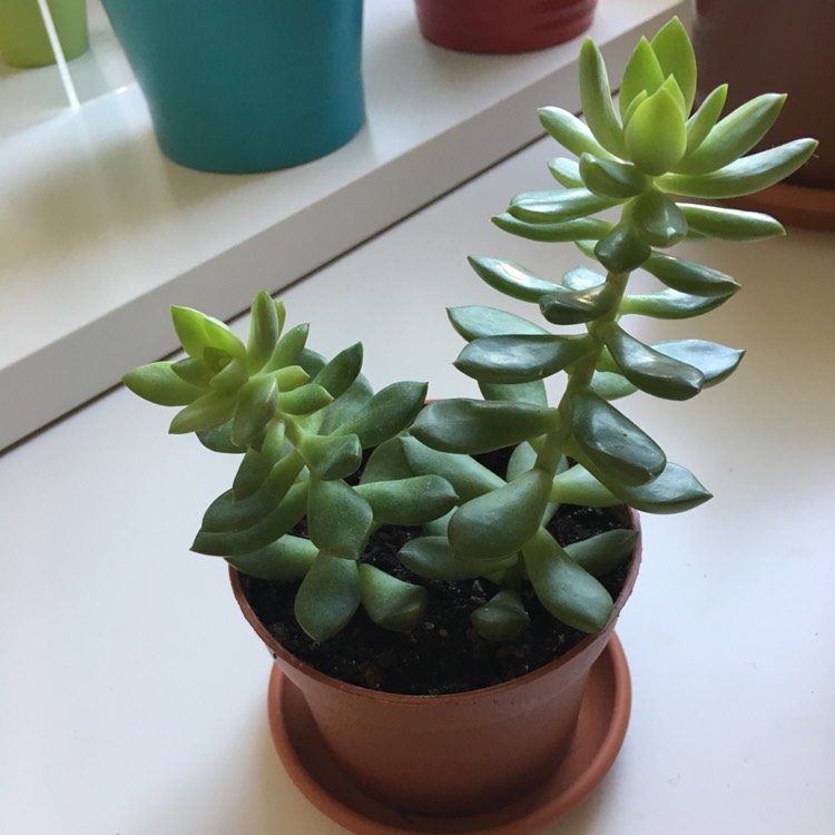 Plant image xSedeveria Letizia