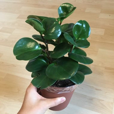 Peperomia obtusifolia