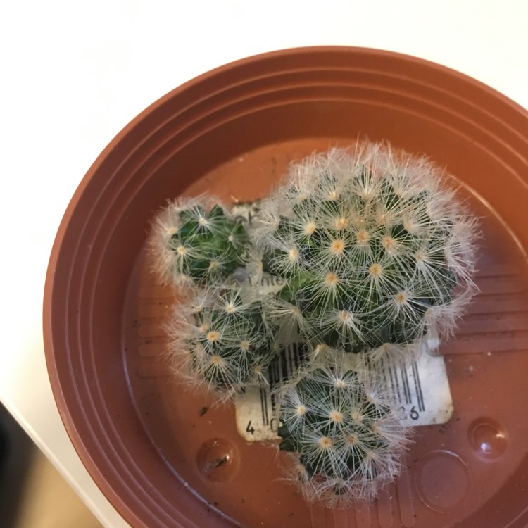 plant image 590024