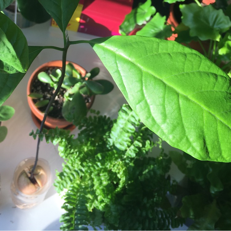 plant image 632723